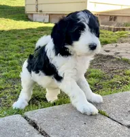 Mia - F1B, a female Springer Doodle for sale in Prairie City, OR – Photo 2 of 2
