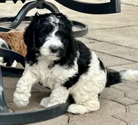 Enzo - F1B, a male Springer Doodle for sale in Prairie City, OR – Photo 2 of 3