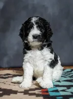 Enzo - F1B, a male Springer Doodle for sale in Prairie City, OR – Photo 1 of 3