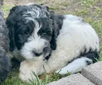 Enzo - F1B, a male Springer Doodle for sale in Prairie City, OR – Photo 3 of 3