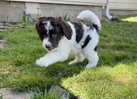 Demi - F1B, a female Springer Doodle for sale in Prairie City, OR – Photo 3 of 3