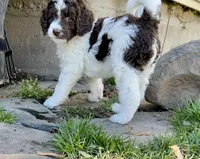 Demi - F1B, a female Springer Doodle for sale in Prairie City, OR – Photo 2 of 3