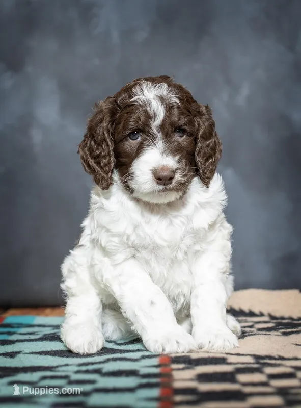 Demi - F1B – Springer Doodle puppy for sale in Prairie City, OR