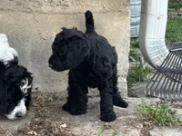 Harley - F1B (Mini) , a male Springer Doodle for sale in Prairie City, OR – Photo 2 of 4