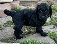 Harley - F1B (Mini) , a male Springer Doodle for sale in Prairie City, OR – Photo 3 of 4