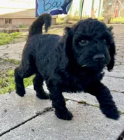Harley - F1B (Mini) , a male Springer Doodle for sale in Prairie City, OR – Photo 4 of 4