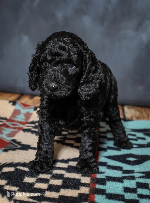 Harley - F1B (Mini)  – Springer Doodle puppy for sale in Prairie City, OR
