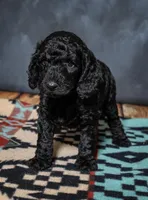 Harley - F1B (Mini) , a male Springer Doodle for sale in Prairie City, OR – Photo 1 of 4