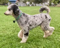 Glacier , a male Poodle - Standard  for sale in Prairie City, OR – Photo 6 of 8