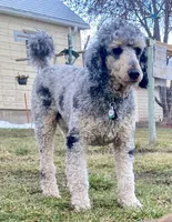 Glacier , a male Poodle - Standard  for sale in Prairie City, OR – Photo 5 of 8