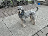 Glacier , a male Poodle - Standard  for sale in Prairie City, OR – Photo 2 of 8
