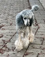 Glacier , a male Poodle - Standard  for sale in Prairie City, OR – Photo 4 of 8