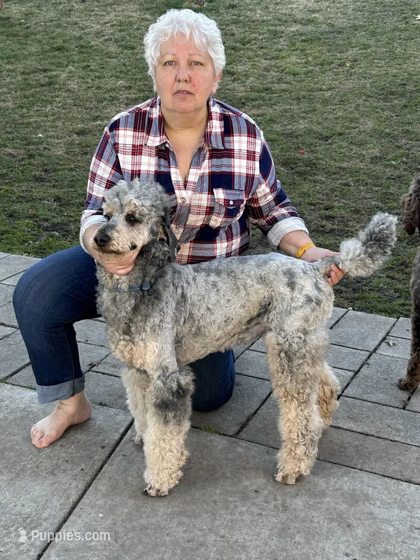 Glacier , a male Poodle - Standard  for sale in Prairie City, OR – Photo 1 of 8