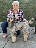 Glacier , a male Poodle - Standard  for sale in Prairie City, OR – Photo 1 of 8