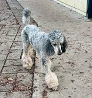 Glacier , a male Poodle - Standard  for sale in Prairie City, OR – Photo 3 of 8