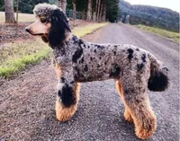 Glacier , a male Poodle - Standard  for sale in Prairie City, OR – Photo 8 of 8