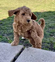 Rei-Rei - F1B (Mini) , a female Springer Doodle for sale in Prairie City, OR – Photo 4 of 4