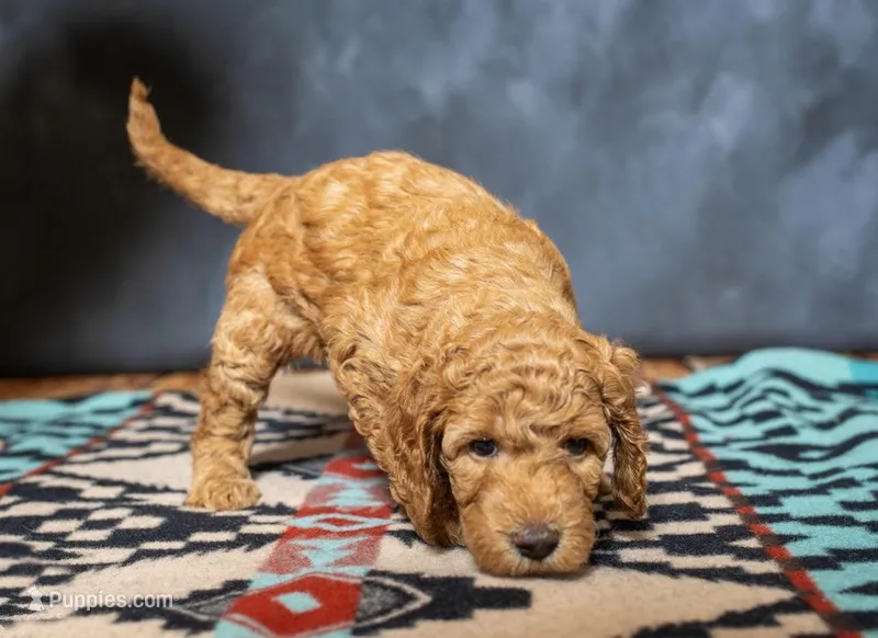 Rei-Rei - F1B (Mini)  – Springer Doodle puppy for sale in Prairie City, OR