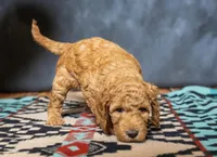 Rei-Rei - F1B (Mini) , a female Springer Doodle for sale in Prairie City, OR – Photo 1 of 4