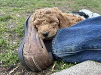 Rei-Rei - F1B (Mini) , a female Springer Doodle for sale in Prairie City, OR – Photo 2 of 4