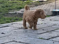 Rei-Rei - F1B (Mini) , a female Springer Doodle for sale in Prairie City, OR – Photo 3 of 4