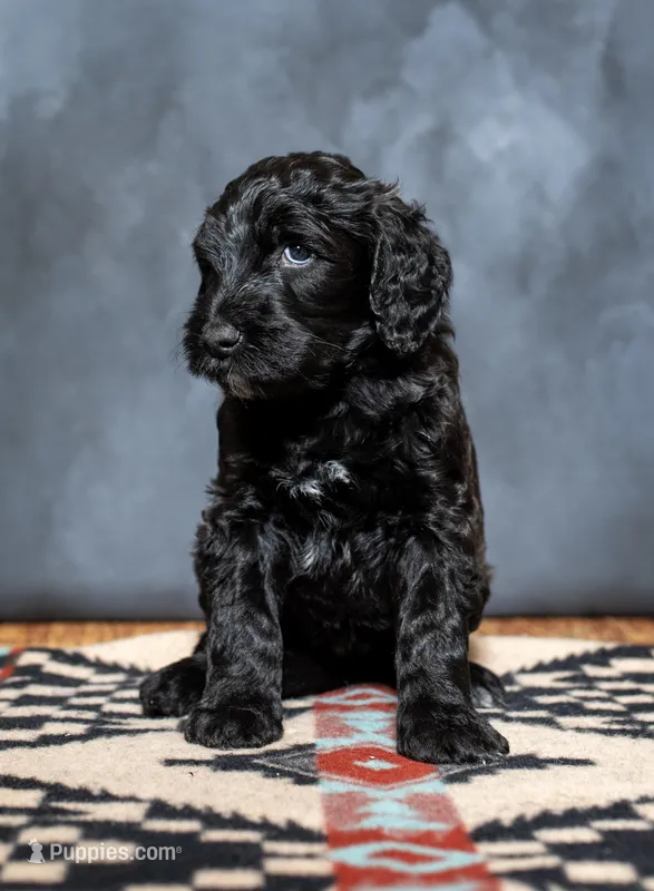Latifa - F1B – Springer Doodle puppy for sale in Prairie City, OR