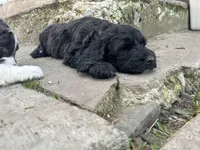 Latifa - F1B, a female Springer Doodle for sale in Prairie City, OR – Photo 2 of 5