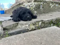 Latifa - F1B, a female Springer Doodle for sale in Prairie City, OR – Photo 3 of 5