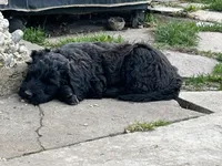 Latifa - F1B, a female Springer Doodle for sale in Prairie City, OR – Photo 4 of 5