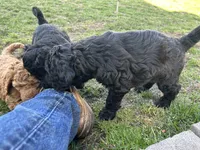 Latifa - F1B, a female Springer Doodle for sale in Prairie City, OR – Photo 5 of 5