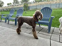 Kiwi, a female Poodle - Standard  for sale in Prairie City, OR – Photo 5 of 8
