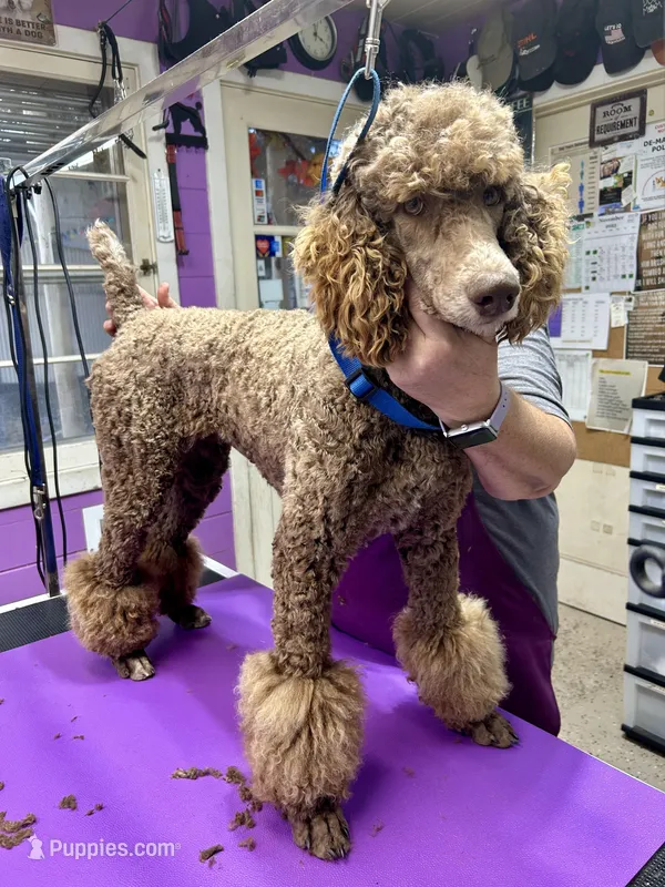 Kiwi – Poodle - Standard  puppy for sale in Prairie City, OR