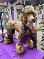 Kiwi, a female Poodle - Standard  for sale in Prairie City, OR – Photo 1 of 8