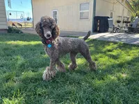 Kiwi, a female Poodle - Standard  for sale in Prairie City, OR – Photo 3 of 8