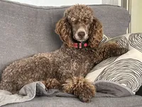 Kiwi, a female Poodle - Standard  for sale in Prairie City, OR – Photo 2 of 8