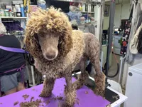 Kiwi, a female Poodle - Standard  for sale in Prairie City, OR – Photo 7 of 8