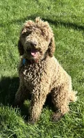 Kiwi, a female Poodle - Standard  for sale in Prairie City, OR – Photo 8 of 8