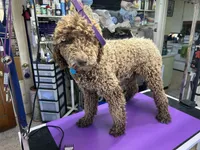 Kiwi, a female Poodle - Standard  for sale in Prairie City, OR – Photo 6 of 8