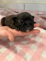 Brindle Female , a female Frenchton for sale in Greensburg, IN – Photo 2 of 2