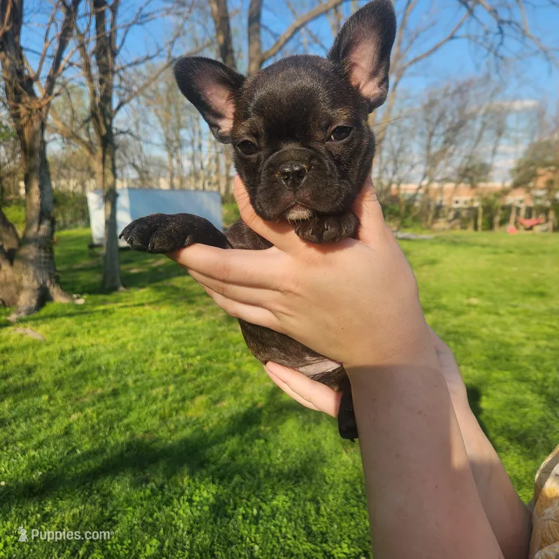 Brindle Female  – Frenchton puppy for sale in Greensburg, IN