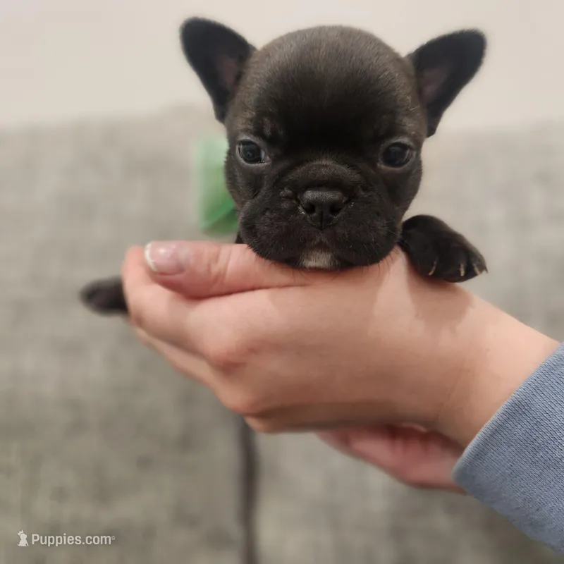 Brindle Female  – Frenchton puppy for sale in Greensburg, IN