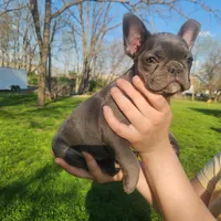 Blue female frenchton , a female Frenchton for sale in Greensburg, IN – Photo 3 of 3