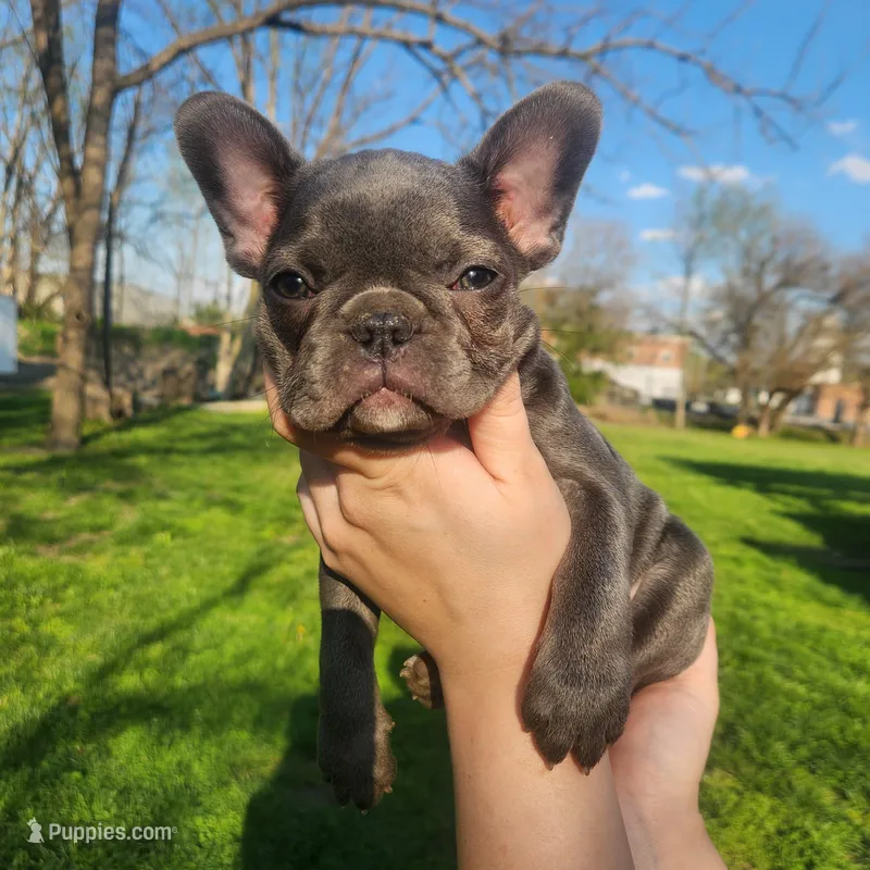 Blue female frenchton  – Frenchton puppy for sale in Greensburg, IN