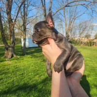 Blue female frenchton , a female Frenchton for sale in Greensburg, IN – Photo 2 of 3