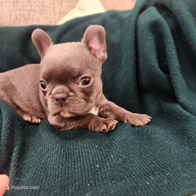 Blue female – Frenchton puppy for sale in Greensburg, IN