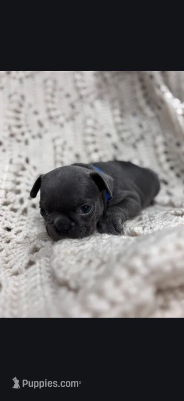 Blue female – Frenchton puppy for sale in Greensburg, IN