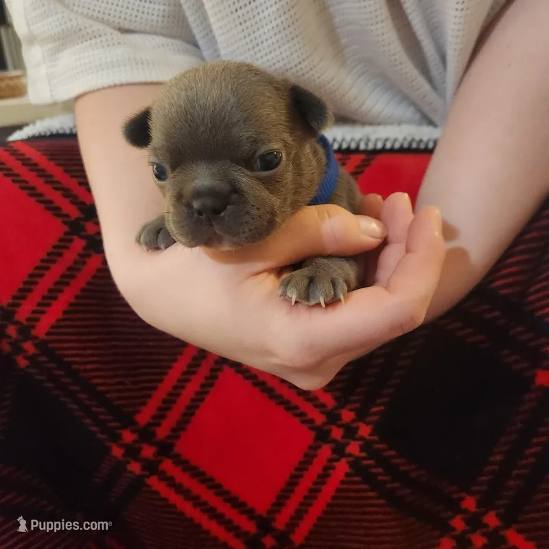 Blue female, a female Frenchton for sale in Greensburg, IN – Photo 1 of 3