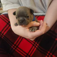 Blue female, a female Frenchton for sale in Greensburg, IN – Photo 1 of 3