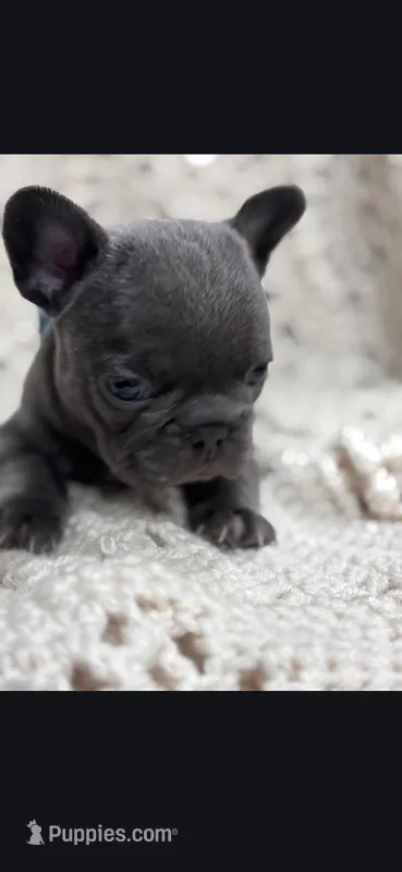 Teal female – Frenchton puppy for sale in Greensburg, IN