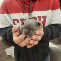 Blue female 1, a female Frenchton for sale in Greensburg, IN – Photo 1 of 3